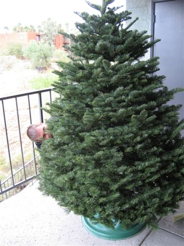 preparing the tree